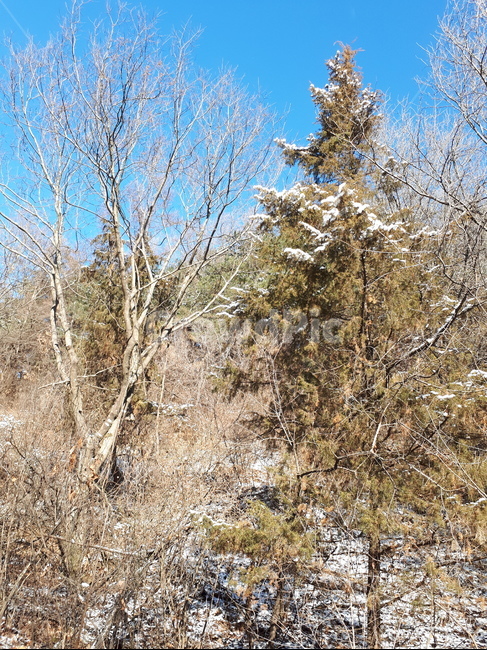 숲,겨울,눈,영천,측백나무,나무,겨울,계절,winter,season,자연,풍경,nature,landscape,식물,plants,나무,trees,wood,tree,plant,fir,전나무,conifer,구과 식물