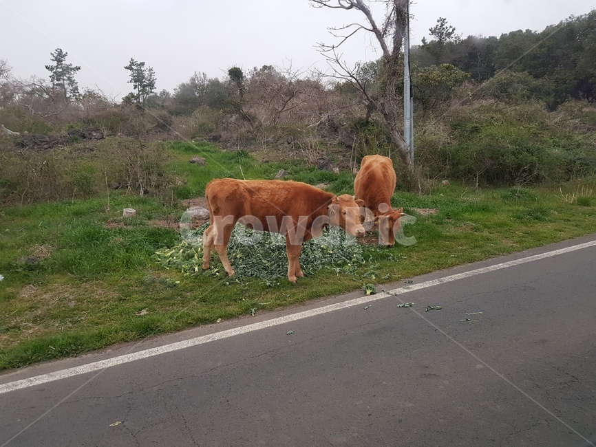 퇴근길,황소,방목,도로변,제주도