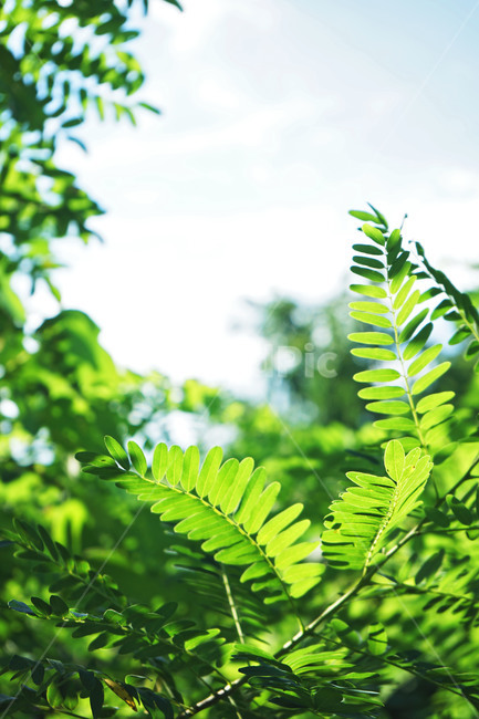 leaf,잎,plant,식물,녹색,green,여름,자연,식물,자연,plants,nature