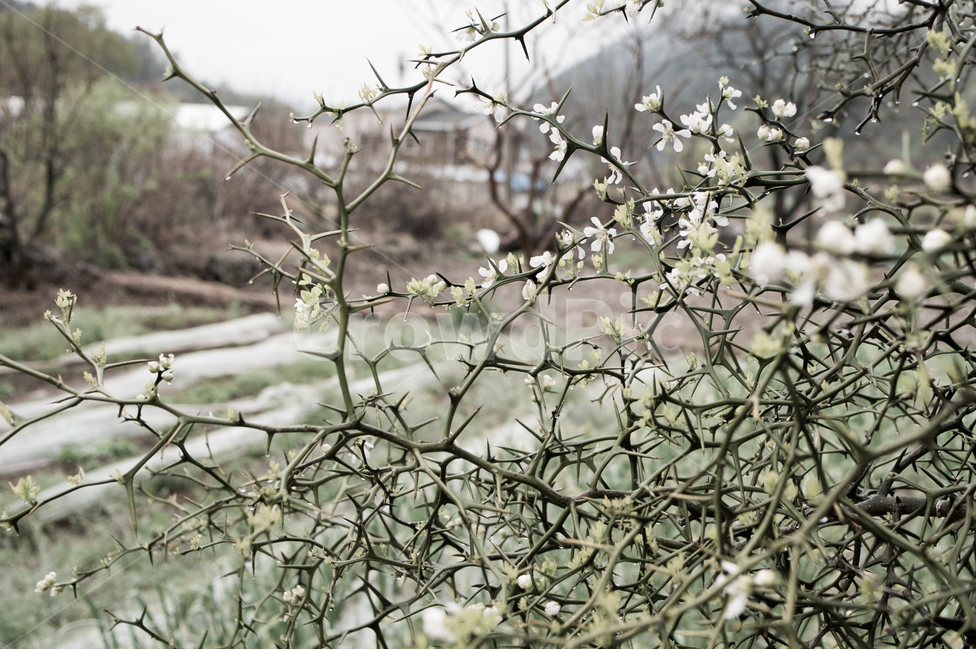 가시나무,탱자나무,어려움,가시,날카로움,외로움,홀로,새상,역경,식물,자연,plants,nature,꽃,flower