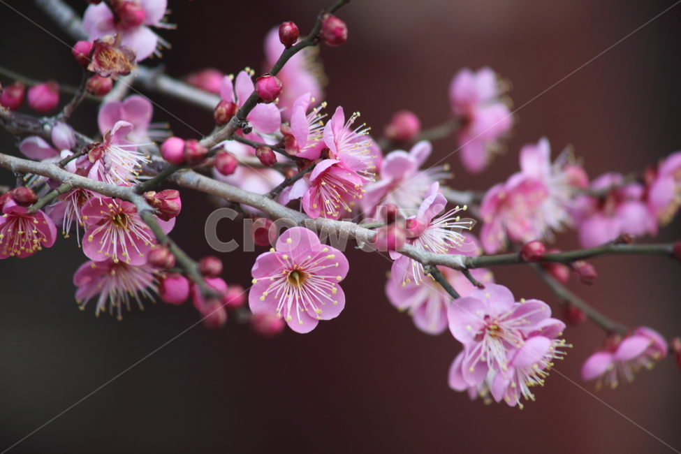 매화,홍매화,식물,japaneseapricot,prunusmume,봄꽃,봄,식물,자연,plants,nature,꽃,flower