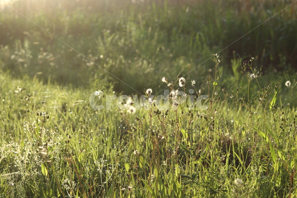 아침,빛,햇살,맑음,풍경,잎,식물,자연,plants,nature,꽃,flower,휴식,힐링,rest,relaxation,healing