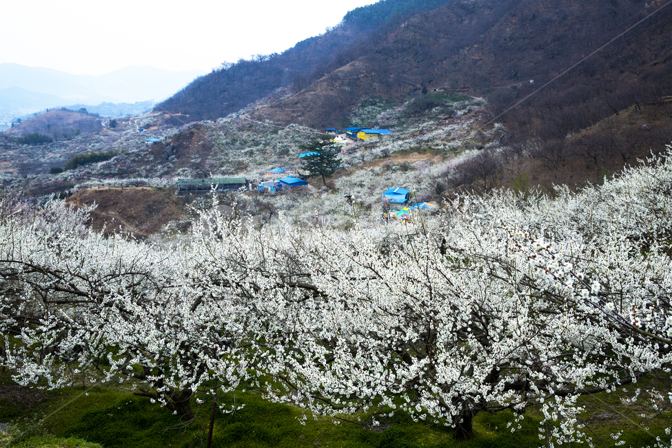 매화,매화꽃,매실농원,광양,plum,plumblossoms,plumplantation,봄,계절,spring,season,자연,풍경,nature,landscape,plant,식물