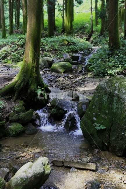 숲속,시냇물,한국,숲,풍경,시원,여름,초록,자연,풍경,nature,landscape,water,물,outdoors,옥외,stream,흐름,creek,작은 만,plant,식물