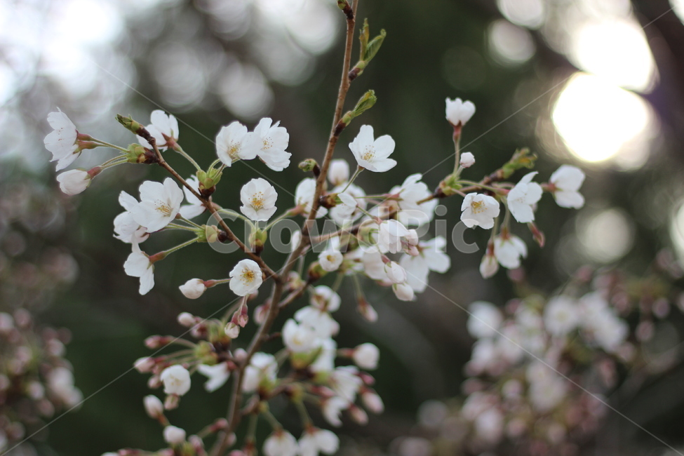 봄,봄꽃,벚꽃,꽃,spring,springtime,cherryblossom,landscape,scenery,flower,picture,풍경,봄,계절,spring,season,식물,자연,plants,nature,꽃,flower,plant