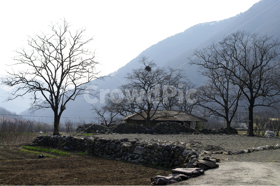 길,겨울,나무,겨울나무,시골,겨울,계절,winter,season,자연,풍경,nature,landscape,한국자연풍경,한국자연경관,korea nature landscape,시골,마을,country,rural,town,ground,바닥