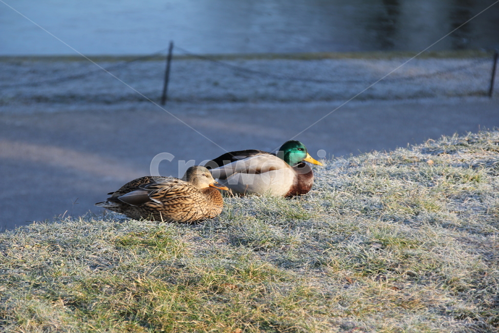 animal,동물,bird,새,waterfowl,물새,duck,오리,mallard,청둥오리,겨울,잠자는,쉬고있는,귀여운,겨울잠
