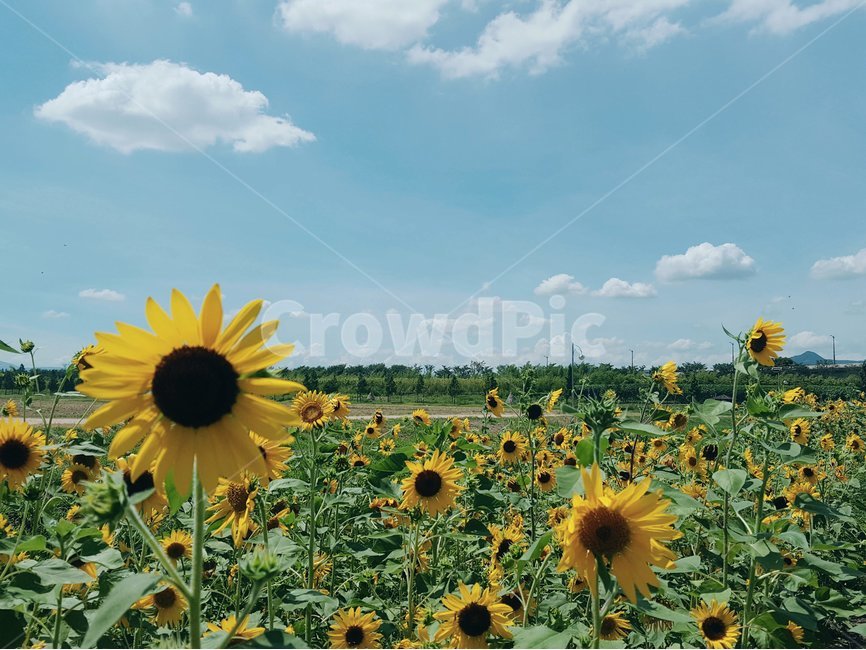하늘,구름,여름,해바라기,노랑,감성사진,꽃,여름,계절,summer,season,가을,fall,autumn,자연,풍경,nature,landscape,식물,plants,꽃,flower,감성,sensible,feeling,색깔,색상,색채,색감,color sense,color sensitivity,feeling of color,plant,blossom