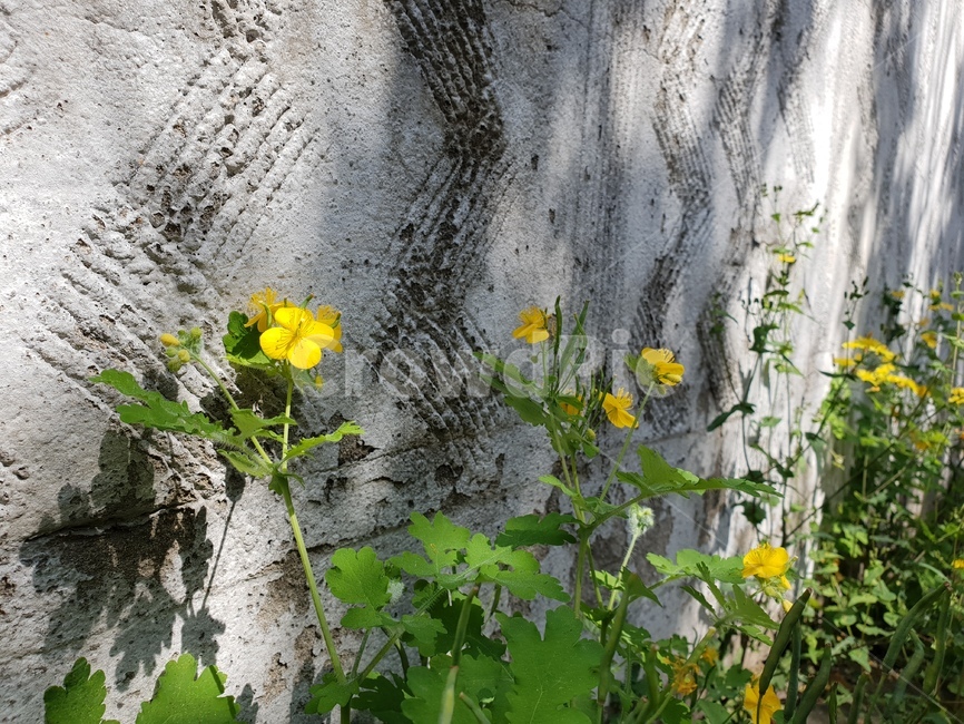 서촌,애기똥풀,노란색꽃,노랑,식물,plant,들꽃,길가,식물,자연,plants,nature