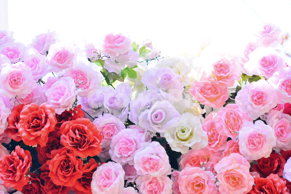 장미꽃,로즈,꽃,조화,핑크색,분홍색,아름다운,화려한,배경,바탕,백그라운드,roses,flowers,background,pink,꽃송이,red,빨강색,빨간장미,장식,데코레이션,디스플레이,display,decoration,colorful,칼라풀,다양한,형형색색,수많은,식물,자연,plants,nature,꽃,flower