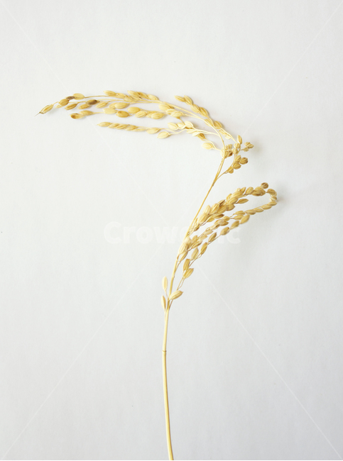 쌀,벼,곡식,곡물,음식,식재료,요리,곡류,rice,cereal,dry,ear,farming,food,gold,grain,harvest,isolated,korea,meal,nutrition,organic,plant,seed,yellow,cook,화이트,흰색,하얀색,흰배경,쌀알,알갱이,볍씨,씨,씨앗,열매,쌀알갱이,식물,자연,탑앵글,탑뷰,이삭,곡류,곡식,cereals