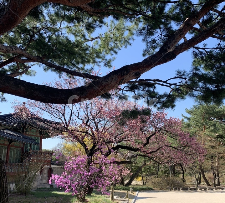 홈매화,봄꽃,봄벗꽃,매화,식물,plant