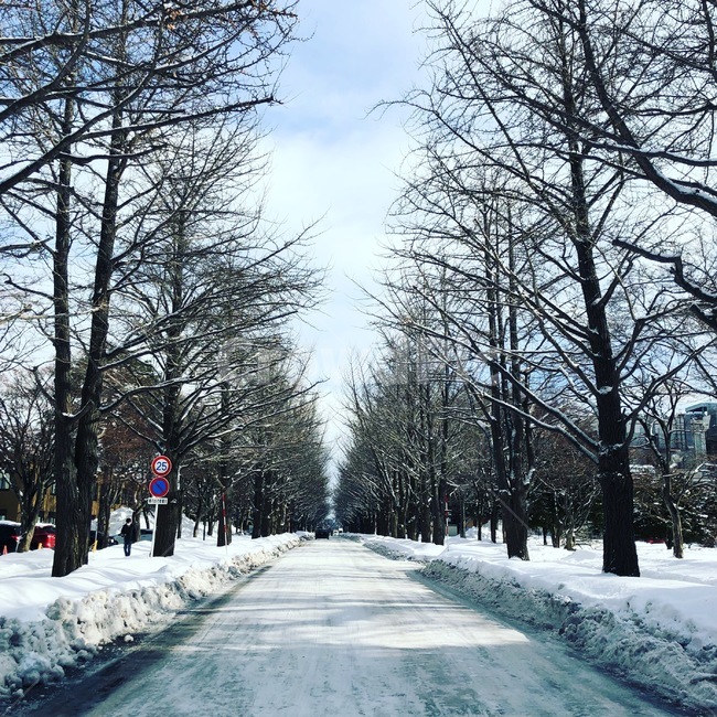 길,자연,나무,겨울,눈,눈밭,겨울,계절,winter,season