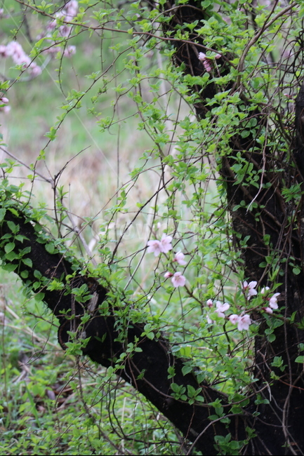 봄,복숭아꽃,비온뒤,자전거도로,초록,싱그러움,봄,계절,spring,season,식물,자연,plants,nature,꽃,flower,plant