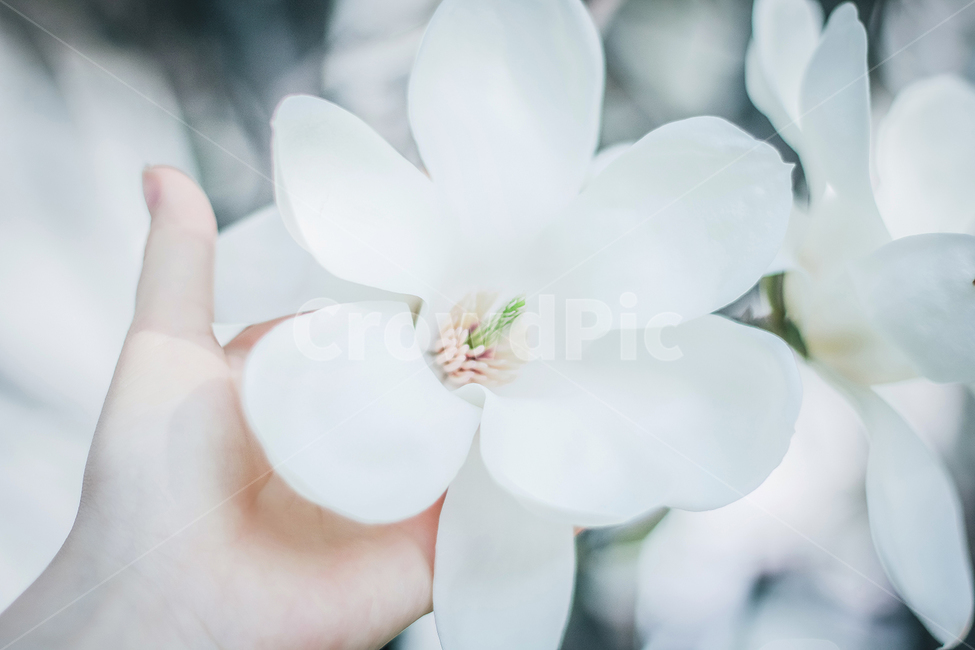 목련,봄,4월,감성사진,꽃,magnolia,spring,따뜻함,청결,순수,깨끗,손,꽃과손,hand,flower,빛,봄,계절,spring,season,식물,자연,plants,nature,꽃,flower,감성,sensible,feeling,plant,geranium,제라늄,blossom,petal,꽃잎
