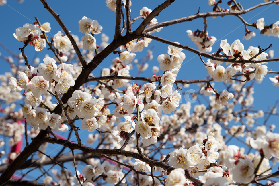 매화,매실나무,매화꽃,봄,봄꽃,꽃,flower,풍경,bee,벌,봄,계절,spring,season,식물,자연,plants,nature,꽃,flower,plant,blossom