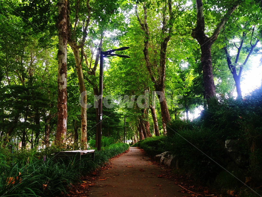 선유도공원,공원,여의도,seoul,풍경,자연,nature,park,의자,가로등,숲속,숲속길
