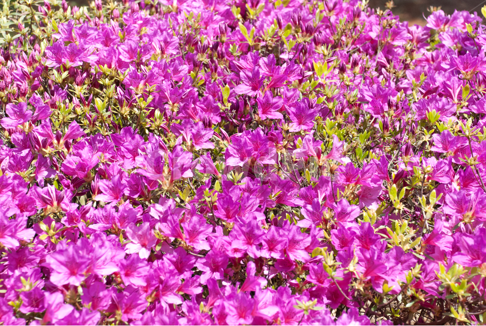 진달래,철쭉,봄,꽃,생화,공원,식물,조경,핑크,분홍,spring,season,flowe,만개,만발,자연,향기,영산홍,연산홍,보라,아름다운,화사한,Azalea,봄,계절,spring,season,식물,자연,plants,nature,꽃,flower,petal,꽃잎,blossom,plant