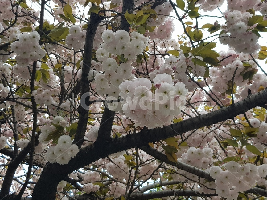 나무,꽃,봄,봄날,흐린날,봄,계절,spring,season,식물,자연,plants,nature,꽃,flower,plant,blossom