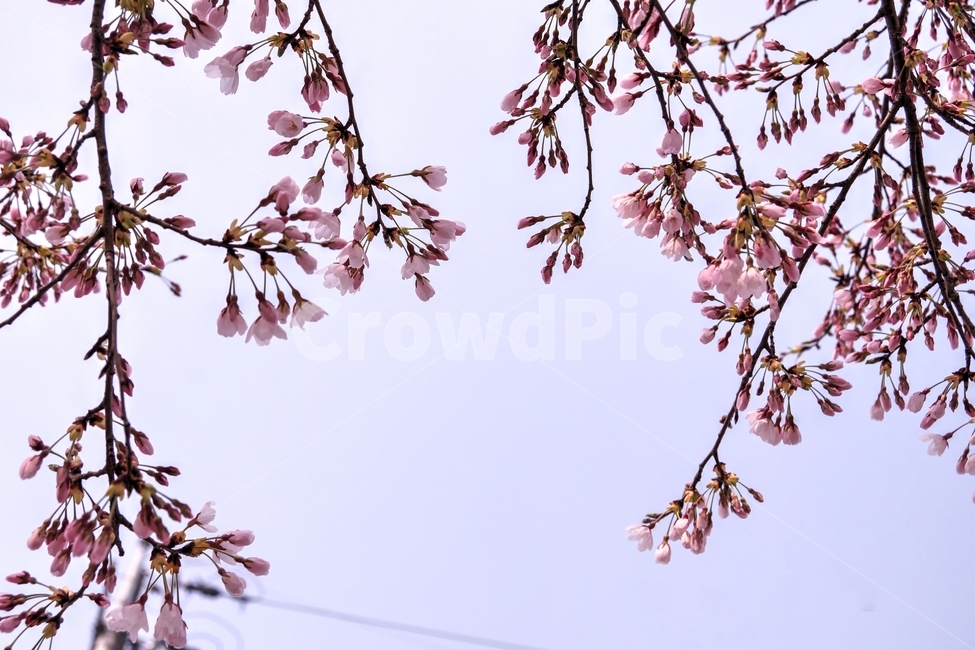 봄,봄꽃,벗꽃,행사,살구꽃,plant,식물,flower,꽃,blossom