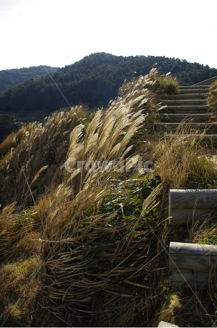 풀,억새,식물,잡초,plant,grass,잔디