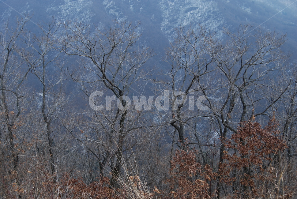 강씨봉,포천시,겨울,자연휴양림,등산로,겨울,계절,winter,season,자연,풍경,nature,landscape,한국자연풍경,한국자연경관,korea nature landscape,식물,plants,나무,trees,wood,plant,tree,outdoors,옥외