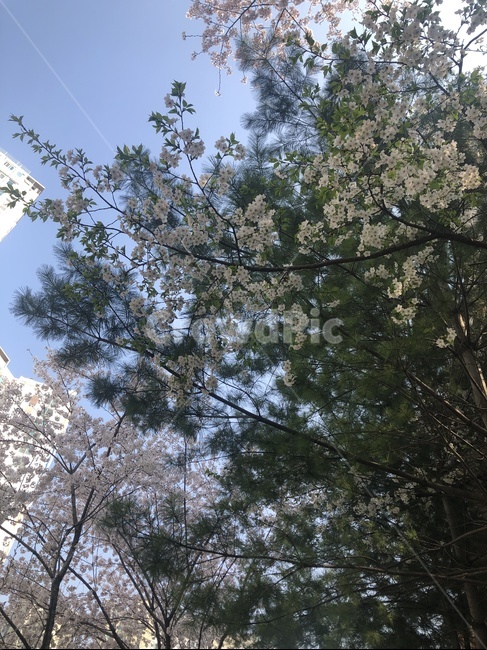 꽃,감성,자연,봄,나무,봄,계절,spring,season,tree,plant,식물