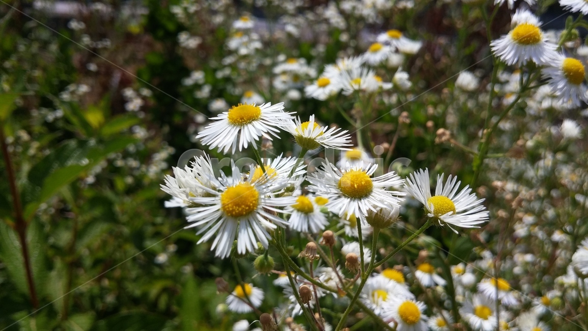 개망초,꽃,들꽃,식물,자연,gaemangcho,flower,wildflower,plants,nature,식물,자연,plants,nature,꽃,flower
