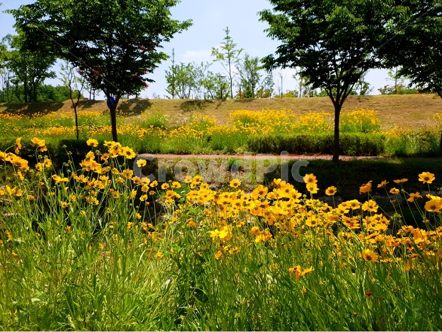 금계국,꽃,봄,노랑,풍경,식물,자연,plants,nature,꽃,flower