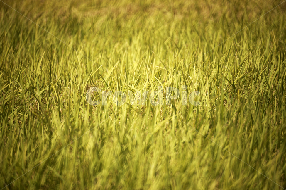 벼,쌀,곡식,농사,가을,계절,주식,이삭,벼이삭,쌀농사,벼농사,논,산업,industry,industrial,농업,농사,agriculture,farming,farming industry