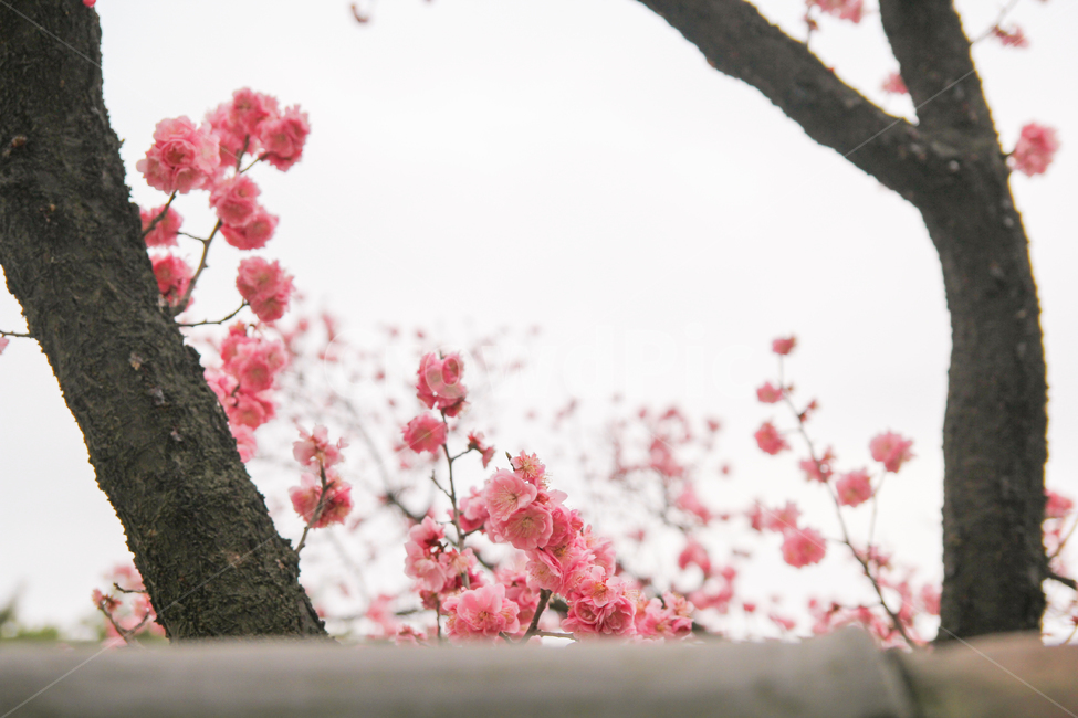 홍매화,매화,매화나무,매화꽃,봄,꽃,풍경,자연,감성사진,봄,계절,spring,season,식물,자연,plants,nature,꽃,flower,감성,sensible,feeling,plant