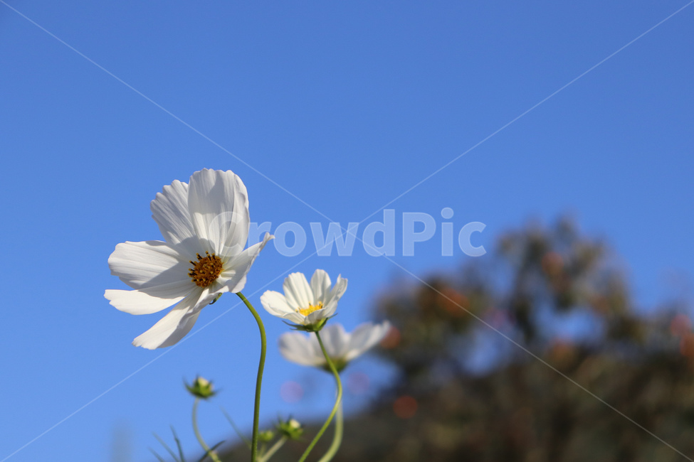 plant,식물,pollen,꽃,코스모스,하늘