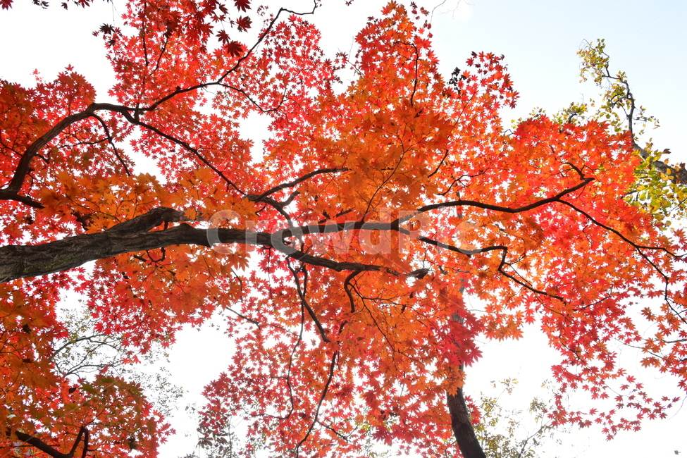 가을,단풍,자연,풍경,북한산,잎,단풍잎,붉은,나무,계절,계곡,숲,힐링,plant,fall,autumn,season,forestnature,landscape,한국자연풍경,한국자연경관,korea,tree,maple,leaf,가을,계절,fall,autumn,season,자연,풍경,nature,landscape,식물,plants,나무,trees,wood