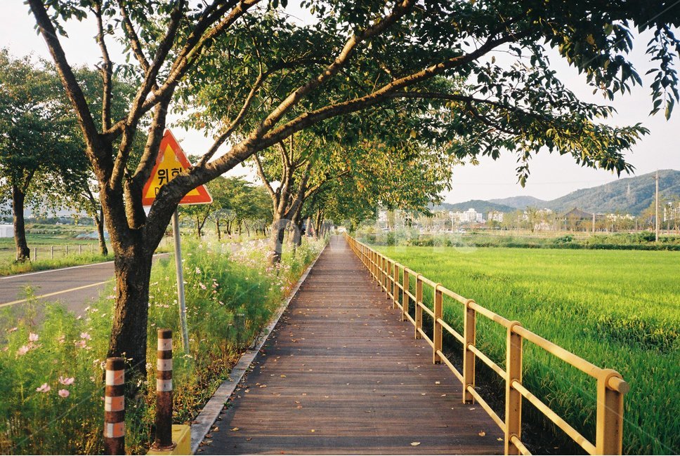 꽃길,꽃,시골,산책길,감성사진,시골풍경,산책,봄,가을,countryside,flower,spring,fall,walkingpath,필름
