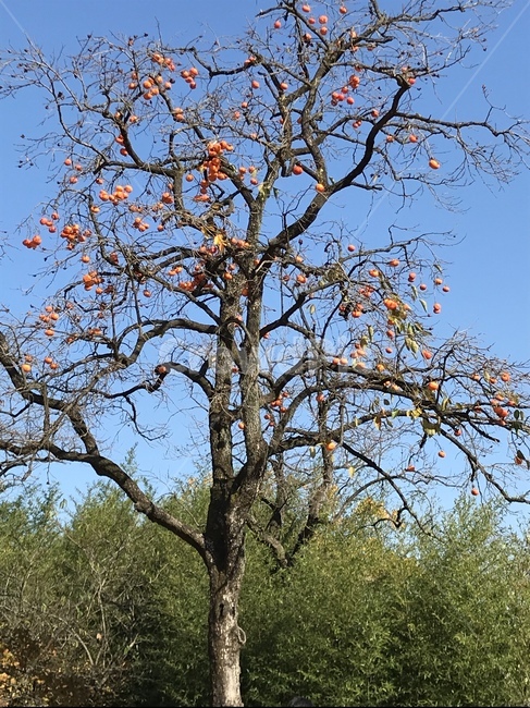 나무,식물,plant,감나무,열매,가을,식물,자연,plants,nature,나무,trees,wood,과일,열매,fruit