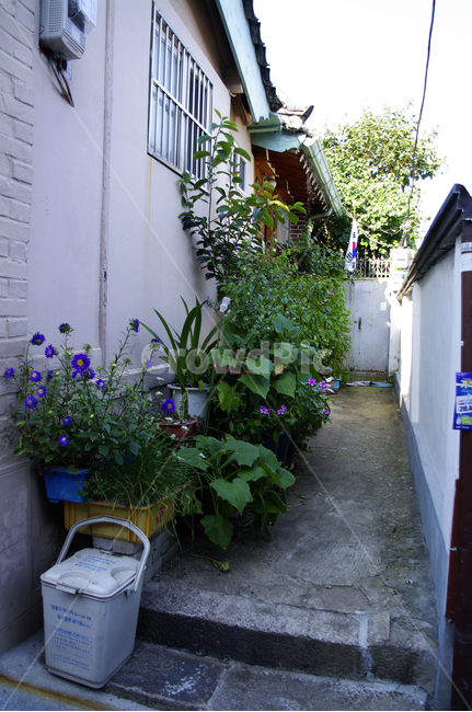 주택,화분,꽃,식물,골목,골목길,alley,outdoors,옥외