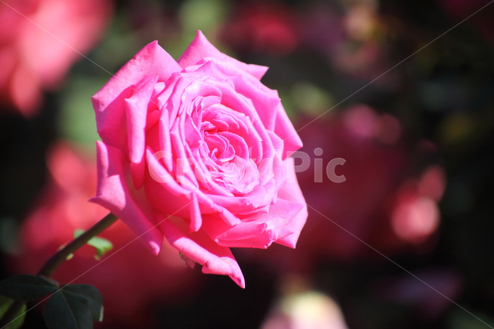 장미,꽃,덩굴식물,정원수,rose