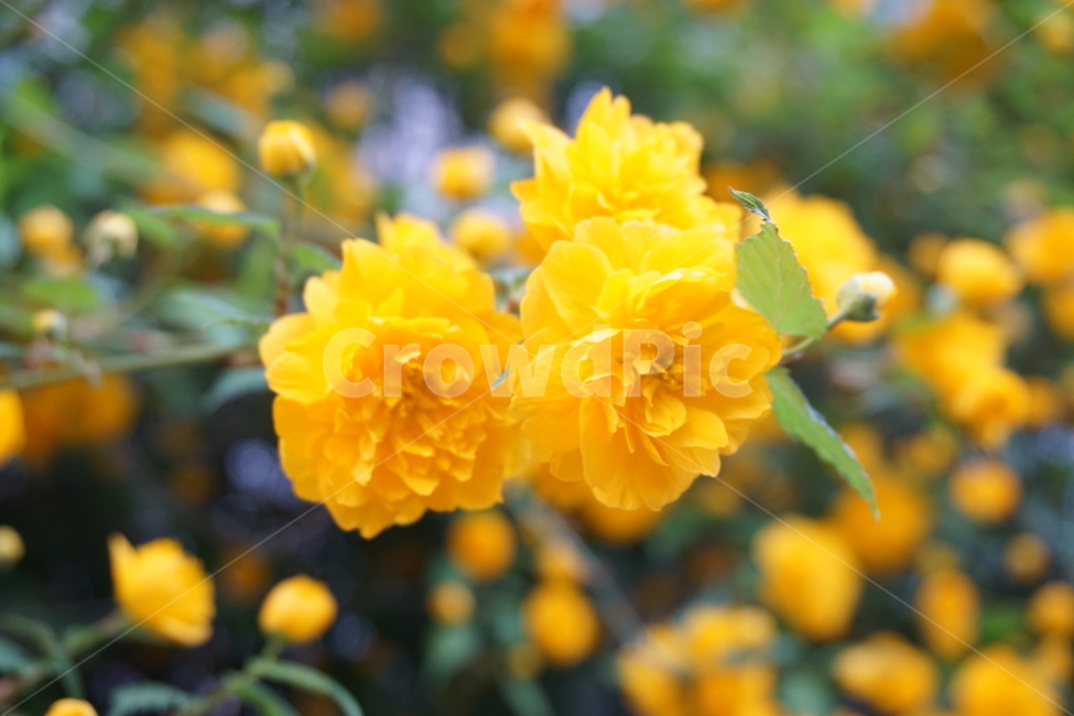 황매화,노랑,봄,꽃,자연,봄,계절,spring,season,식물,자연,plants,nature,꽃,flower,plant