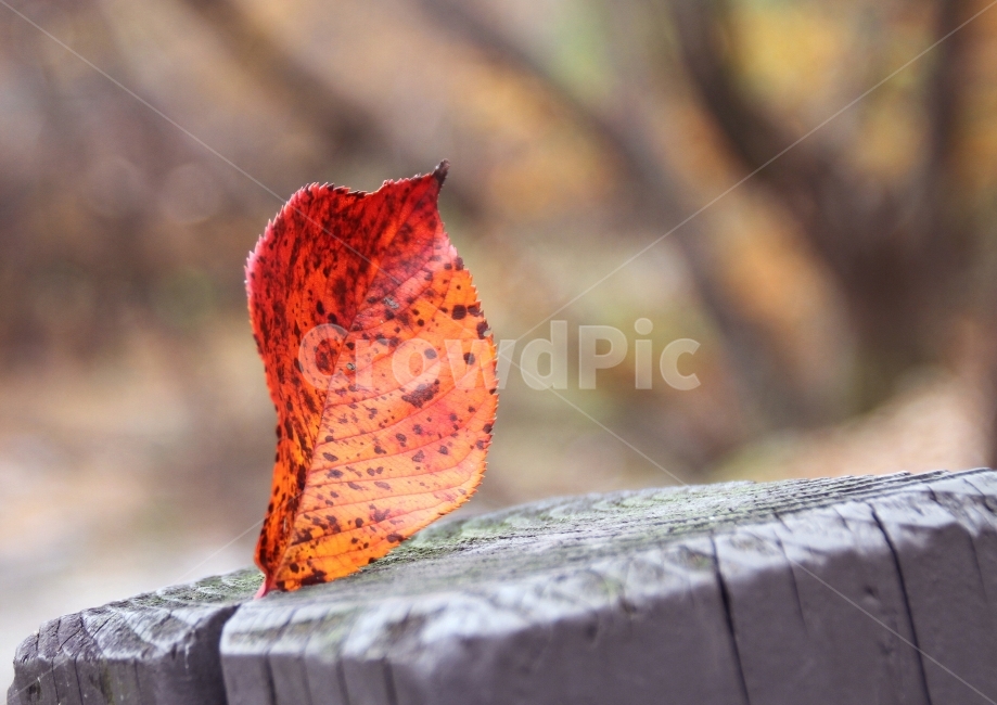 단풍,가을,단풍잎,낙옆,판매,노출,관악산,서울대입구,가을,계절,fall,autumn,season,식물,자연,plants,nature,감성,sensible,feeling,leaf,잎,plant