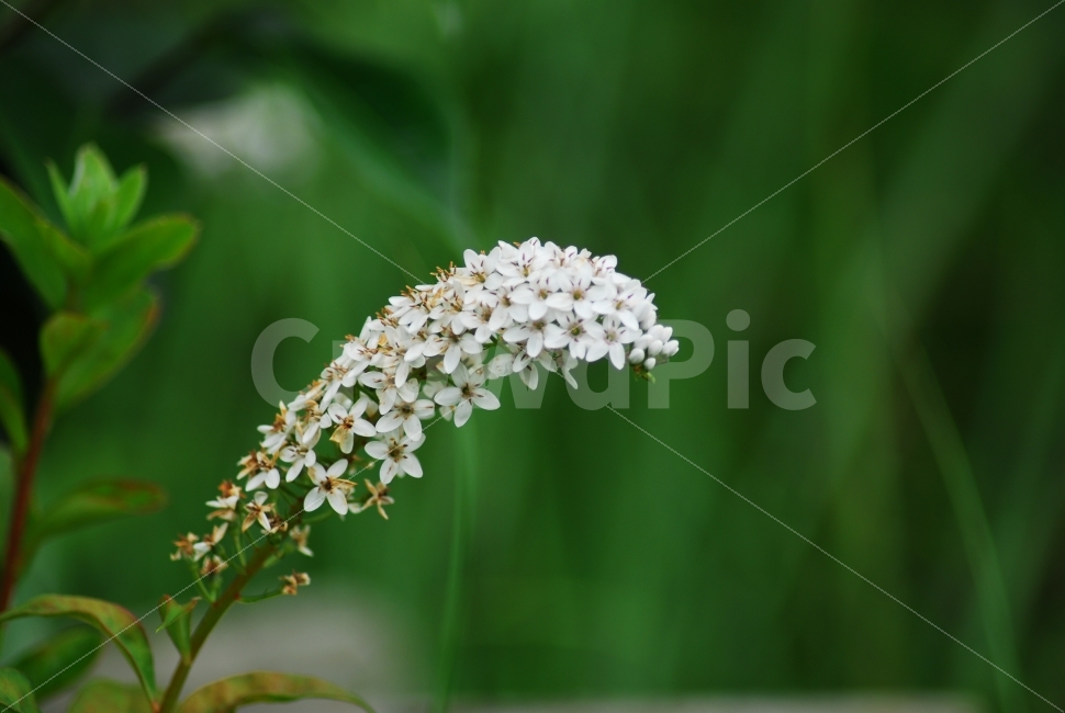 까치수염,야생화,wildflower,꽃,들꽃,식물,자연,plants,nature,꽃,flower