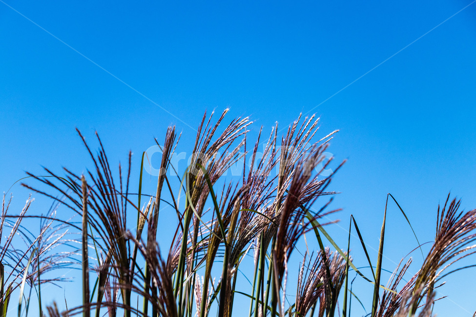하늘공원억새,억새풀,억새,억새밭,억새풀밭,하늘공원억새풀,식물,자연,plants,nature
