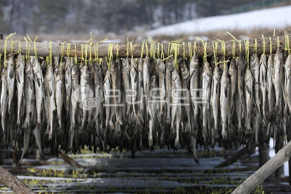 fish,Pollock,Dried pollack,Drying dried pollack