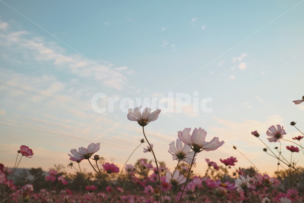 가을,꽃,코스모스,자연,풍경,나들이,색감,계절,분위기,하늘,가을,계절,fall,autumn,season,식물,자연,plants,nature,꽃,flower,plant