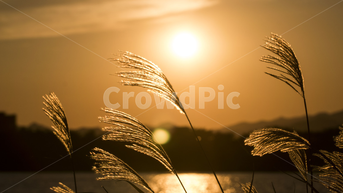 억새,억새밭,가을,갈대,자연,풍경,식물,하늘,노을,일몰,태양,가을,계절,fall,autumn,season,grass,잔디,plant,light,빛,flare,플레어