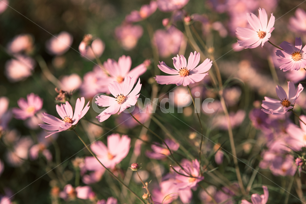 가을,가을꽃,코스모스,꽃,flower,가을,계절,fall,autumn,season,식물,자연,plants,nature,꽃,flower,감성,sensible,feeling,plant,blossom,petal,꽃잎