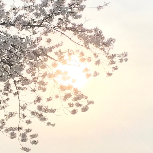 벚꽃,풍경,저녁,벚꽃꽃말,순결,눈부심