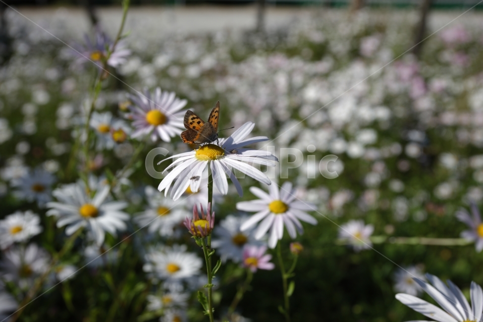 꽃,식물,나비,자연,풍경,여행,식물,자연,plants,nature,꽃,flower,동물,animal,곤충,벌레,insect,bug