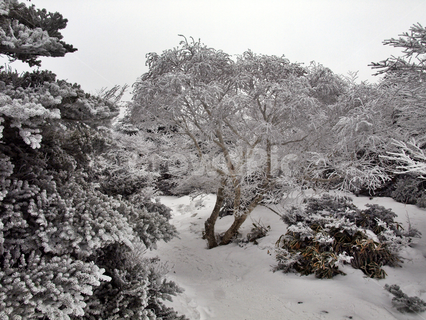 한라산,설화,눈꽃,눈,겨울,풍경,설원,설경,산,자연,제주도,겨울,계절,winter,season