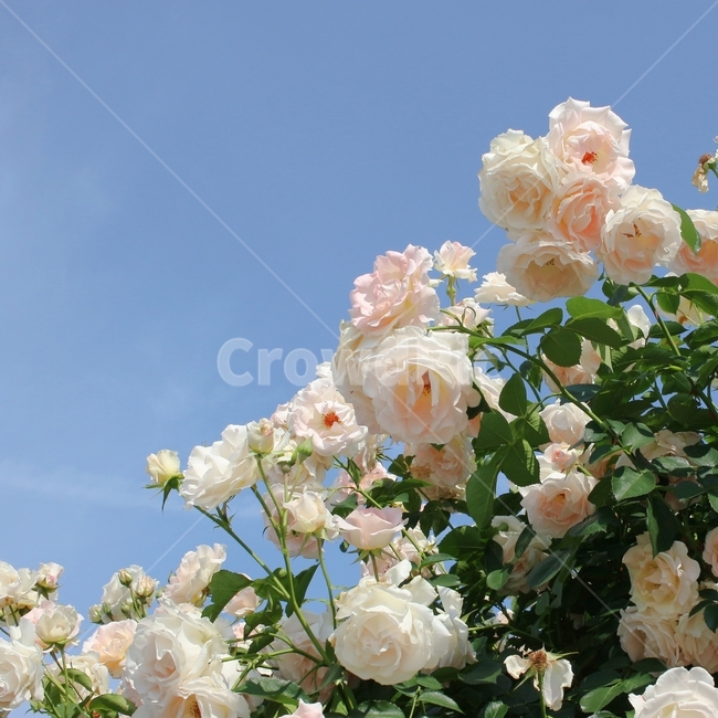 장미,여름,장미꽃,하얀장미,장미공원,식물,자연,plants,nature,꽃,flower