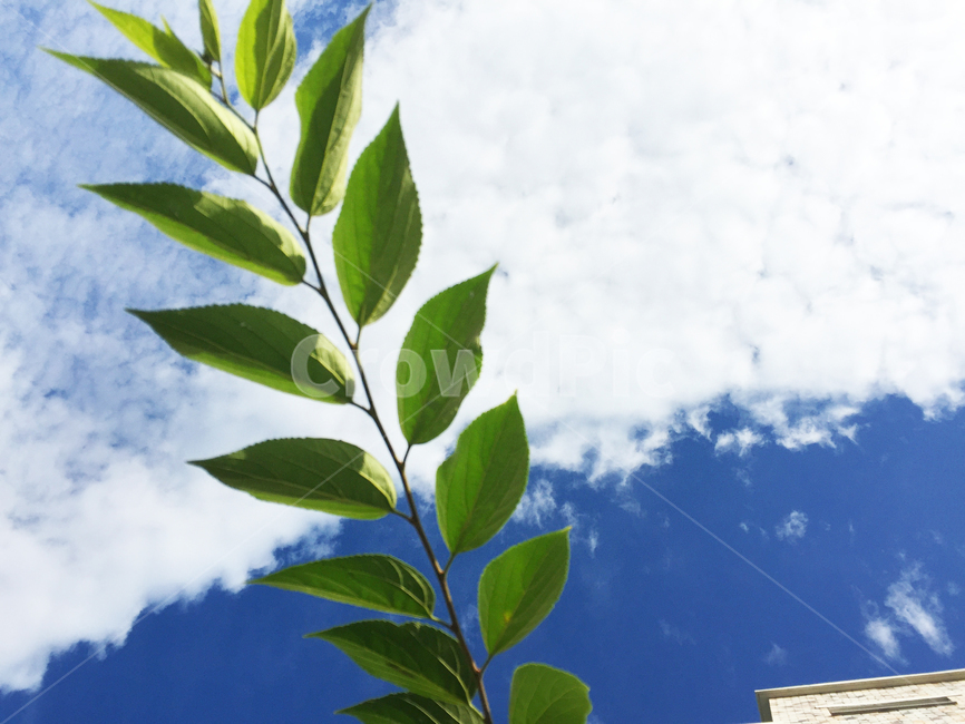 하늘,구름,식물,sky,cloud,leaf,잎,plant,풍경,자연,nature,landscape,scenery,scene